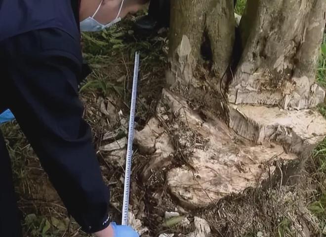 重庆男子多次进入林场寻找珍贵树源偷挖748株获利100万