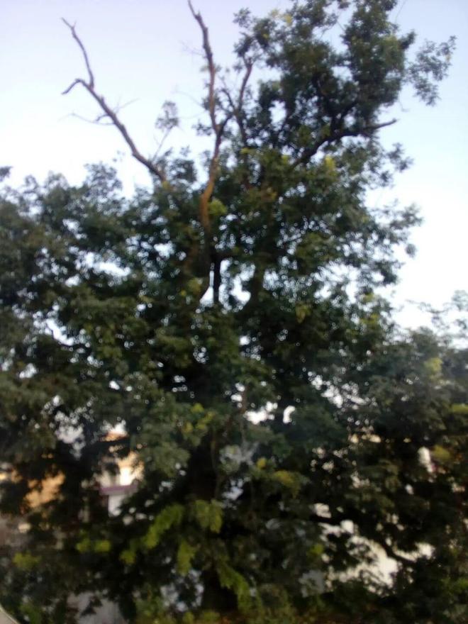 这棵大树子究竟是什么树？ 小河丁丁