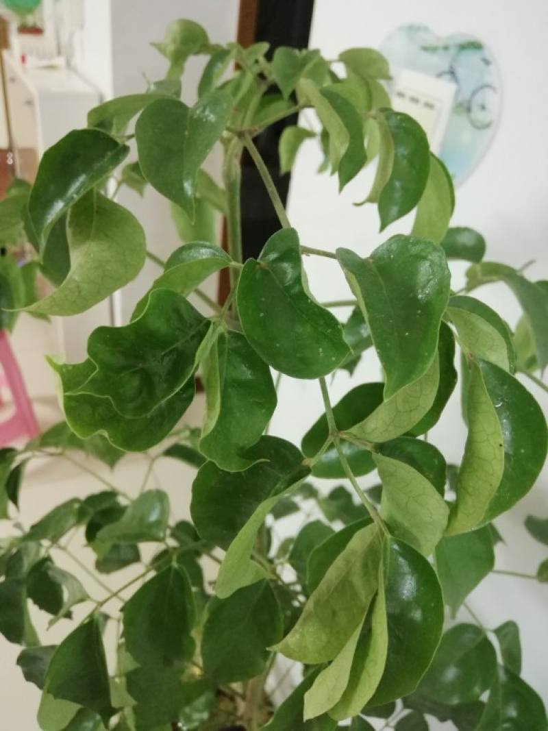 幌伞枫的养殖方法和注意事项